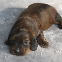 AnnieBrdleM1, a male Dachshund for sale in Mabank, TX – 1 of 4