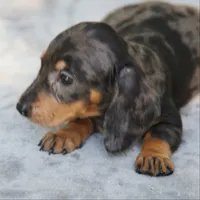 KaydaDpleM1, a male Dachshund for sale in Mabank, TX – 1 of 4