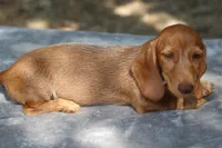 WillowRdChtleM, a male Dachshund for sale in Mabank, TX – 2 of 4