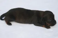 AnnieBrdleF1, a female Dachshund for sale in Mabank, TX – 4 of 4
