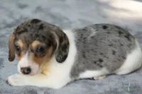 LaineyDpleM, a male Dachshund for sale in Mabank, TX – 2 of 4
