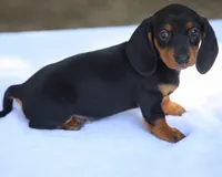 BrennaBlkTnF2, a female Dachshund for sale in Mabank, TX – 2 of 3
