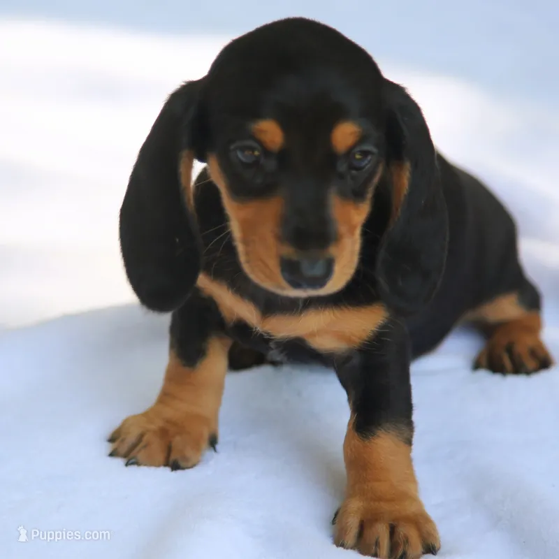 BrennaBlkTnF1 – Dachshund puppy for sale in Mabank, TX