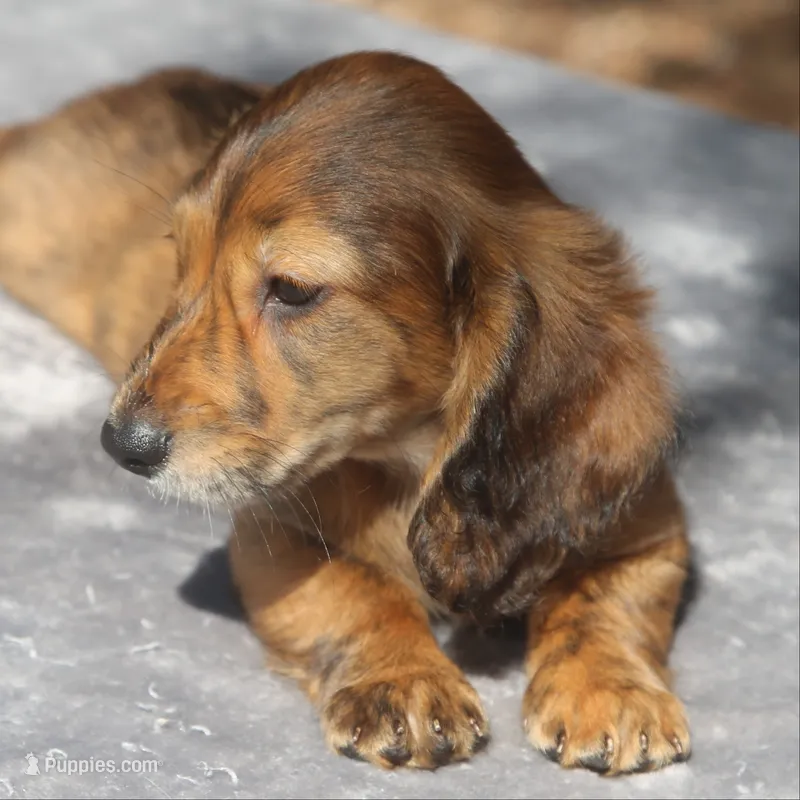 TillieRdBrdle1 – Dachshund puppy for sale in Mabank, TX