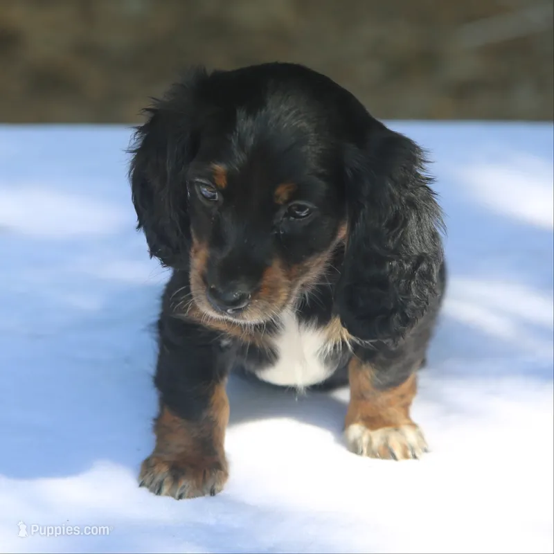 AspenBlkF1 – Dachshund puppy for sale in Mabank, TX