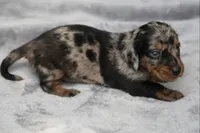 KaydaDpleM3, a male Dachshund for sale in Mabank, TX – 3 of 4