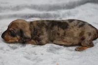 KaydaRdDple, a male Dachshund for sale in Mabank, TX – 3 of 4