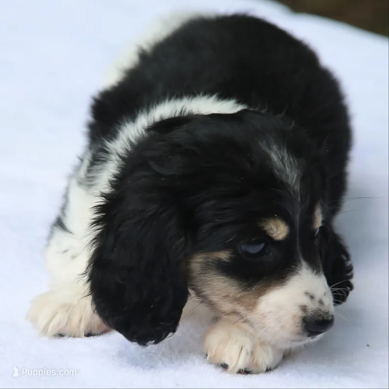 PaisleyF – Dachshund puppy for sale in Mabank, TX
