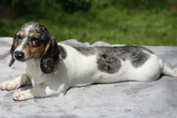 LaineyDpleF2, a female Dachshund for sale in Mabank, TX – Photo 2 of 4