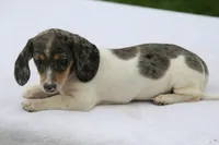 processed/fd5befd0-7986-47c6-b2b1-f27c1c5ecd21/listing/5b2e601d-adc6-4cc4-ae63-8f30ff6d3526/66dd3117-a423-459a-bf28-fb6a6ff04233