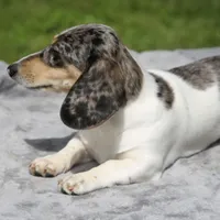 LaineyDpleF2, a female Dachshund for sale in Mabank, TX – Photo 3 of 4