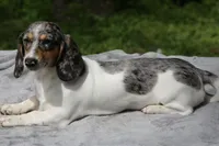 LaineyDpleF2, a female Dachshund for sale in Mabank, TX – Photo 4 of 4