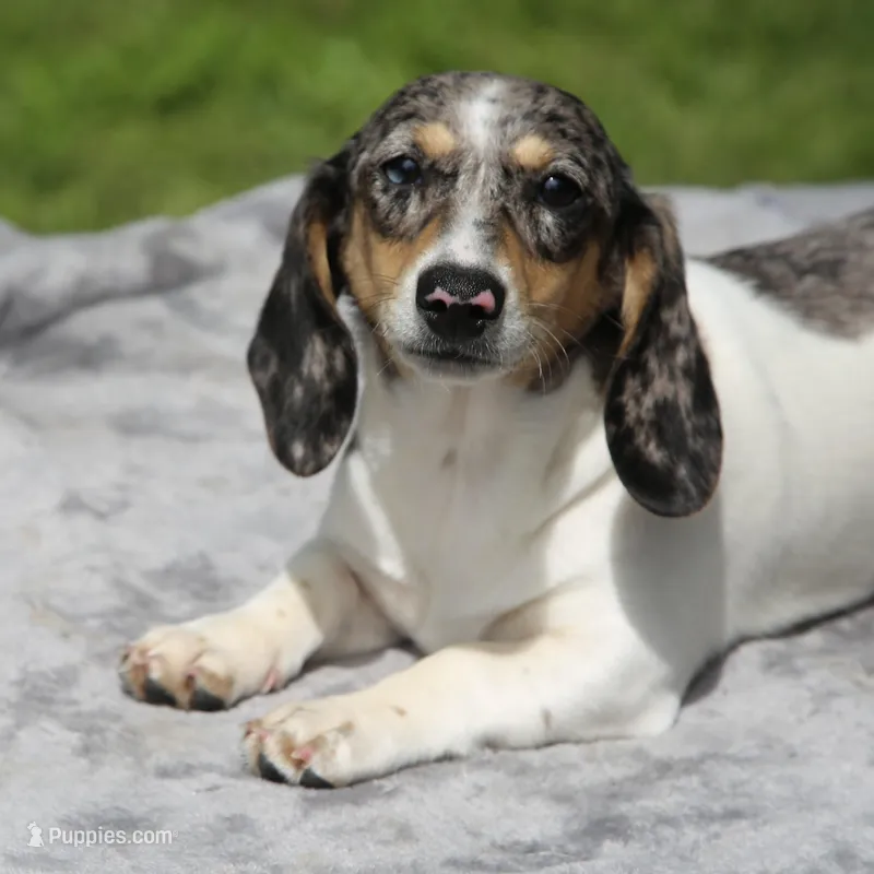 LaineyDpleF2 – Dachshund puppy for sale in Mabank, TX