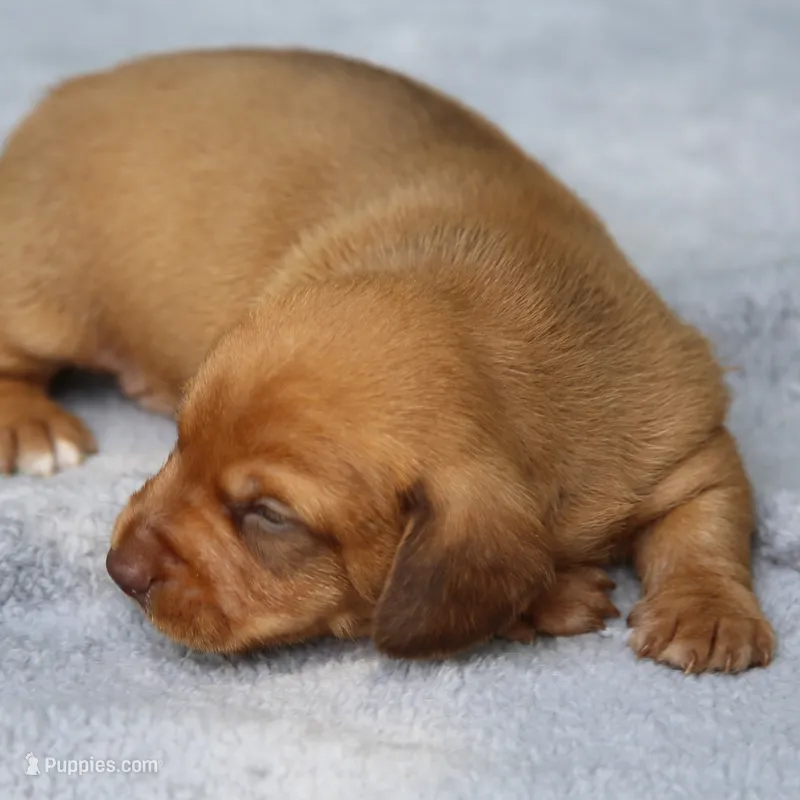 VenusRdChtleM2 – Dachshund puppy for sale in Mabank, TX