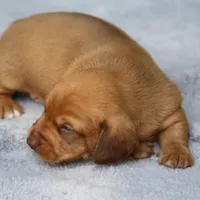VenusRdChtleM2, a male Dachshund for sale in Mabank, TX – 1 of 3