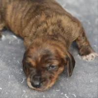 AnnieBrdleM2, a male Dachshund for sale in Mabank, TX – 4 of 4