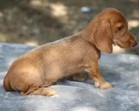 WillowRdChtleM, a male Dachshund for sale in Mabank, TX – 4 of 4