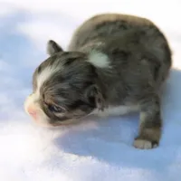 LeilaBlkMerleF, a female Chihuahua for sale in Mabank, TX – Photo 1 of 4