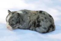 LeilaBlkMerleF, a female Chihuahua for sale in Mabank, TX – Photo 2 of 4