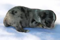 LeilaBlkMerleF, a female Chihuahua for sale in Mabank, TX – Photo 4 of 4