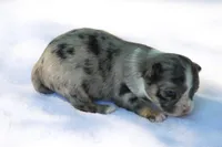 LeilaBlkMerleF, a female Chihuahua for sale in Mabank, TX – Photo 3 of 4