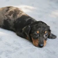 KaydaDpleM1, a male Dachshund for sale in Mabank, TX – 2 of 4