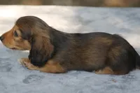 BunnieRdM, a male Dachshund for sale in Mabank, TX – 4 of 4