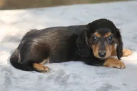 BunnieBlkTnM, a male Dachshund for sale in Mabank, TX – 4 of 4