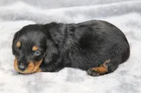 KaydaBlkTnM, a male Dachshund for sale in Mabank, TX – 3 of 4