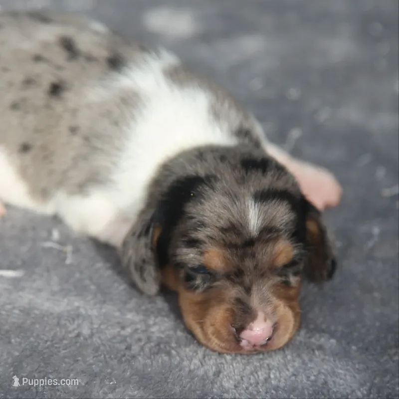 AveryDplePie – Dachshund puppy for sale in Mabank, TX