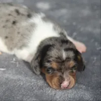 AveryDplePie, a male Dachshund for sale in Mabank, TX – 1 of 4