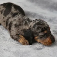 KaydaDpleM2, a male Dachshund for sale in Mabank, TX – 1 of 4
