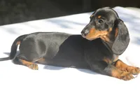 LorettaF1, a female Dachshund for sale in Mabank, TX – 2 of 4