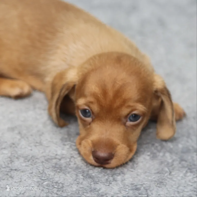 WillowRdChtleM – Dachshund puppy for sale in Mabank, TX