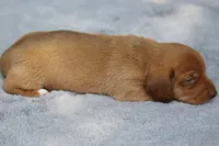 VenusRdChtleM1, a male Dachshund for sale in Mabank, TX – 3 of 3