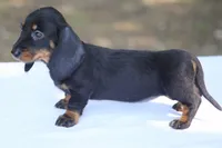 KaydaBlkTnF, a female Dachshund for sale in Mabank, TX – 4 of 5