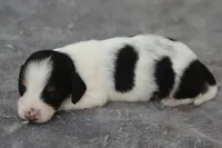 GabiPieM2, a male Dachshund for sale in Mabank, TX – 4 of 4
