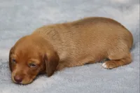 VenusRdChtleM1, a male Dachshund for sale in Mabank, TX – 2 of 3