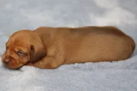VenusRdChtleM2, a male Dachshund for sale in Mabank, TX – 3 of 3