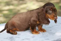 PollyChtleM, a male Dachshund for sale in Mabank, TX – Photo 3 of 4