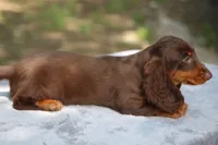 PollyChtleM, a male Dachshund for sale in Mabank, TX – Photo 2 of 4