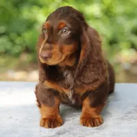 PollyChtleM, a male Dachshund for sale in Mabank, TX – Photo 1 of 4