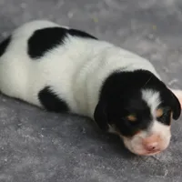 PennyBoy, a male Dachshund for sale in Mabank, TX – 2 of 4
