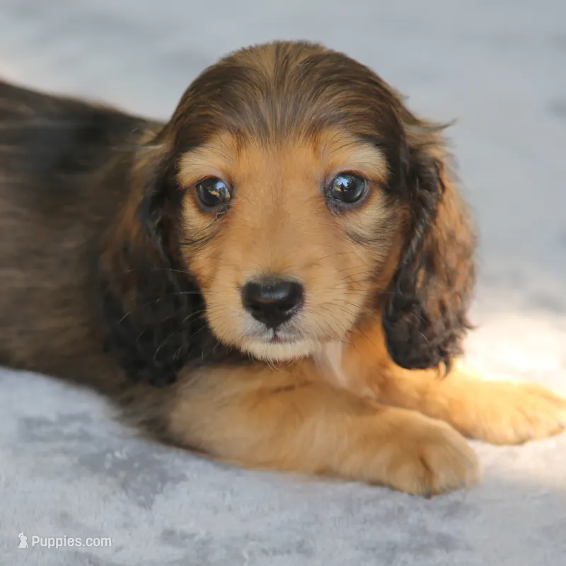 BunnieRdM – Dachshund puppy for sale in Mabank, TX