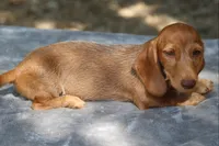 WillowRdChtleM, a male Dachshund for sale in Mabank, TX – 3 of 4