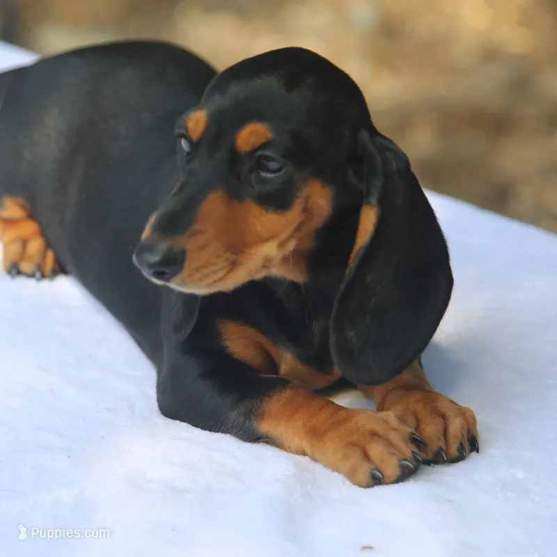 BrennaBlkTnF1 – Dachshund puppy for sale in Mabank, TX