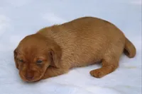 VenusF, a female Dachshund for sale in Mabank, TX – 4 of 4
