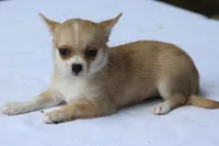 LeilaRdMerleF, a female Chihuahua for sale in Mabank, TX – 3 of 3