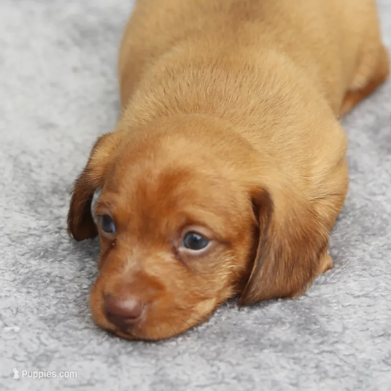 VenusRdChtleM1 – Dachshund puppy for sale in Mabank, TX