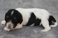 GabiPieM1, a male Dachshund for sale in Mabank, TX – 2 of 3
